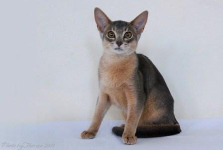 blue Abyssinian kitten