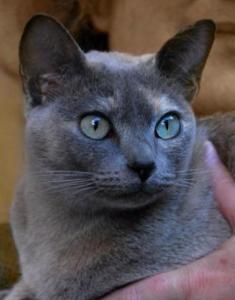 Blue solid tortie Tonkinese cat
