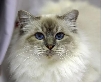 blue tabby point Birman cat