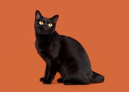 black Bombay cat