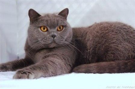 British Shorthair - blue