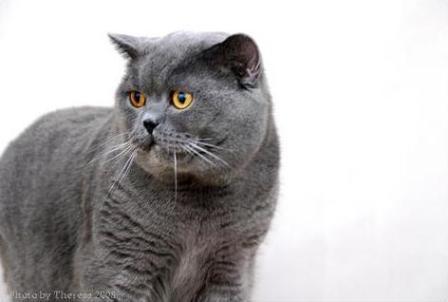 British Shorthair - blue