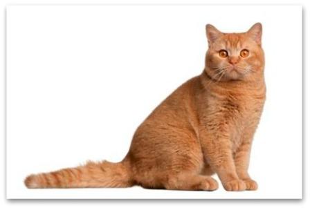 red British Shorthair cat