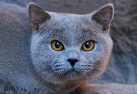 British Shorthair - blue