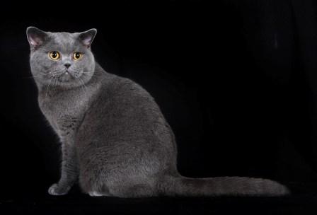 British Shorthair - blue