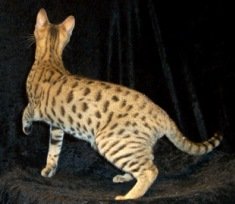 brown spotted Serengeti cat