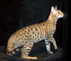 brown spotted Serengeti cat