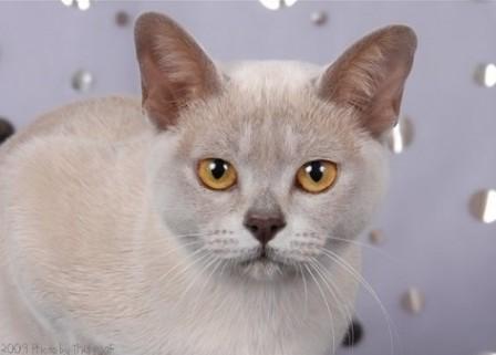 lilac Burmese cat