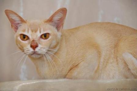 cream Burmese cat