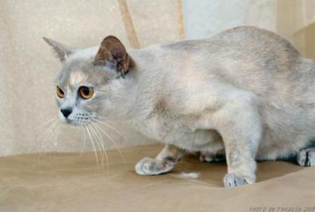 lilac tortie Burmese cat