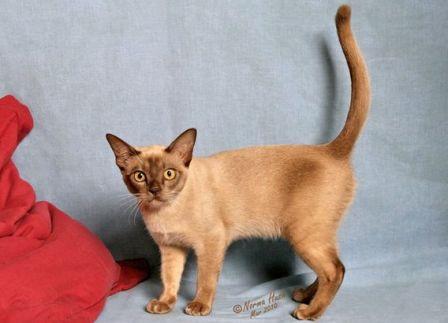 chocolate Burmese cat
