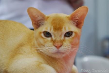 red Burmese cat