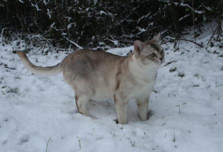 Burmilla cat in the snow