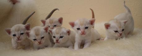 cute Burmilla kittens