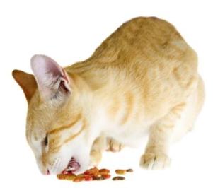 cat eating dry kibbles