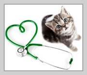 cat infectious diseases