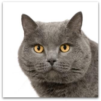 Chartreux cat