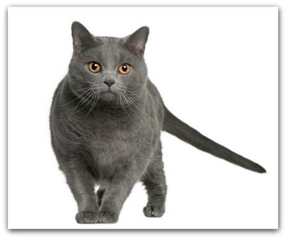 Chartreux cat