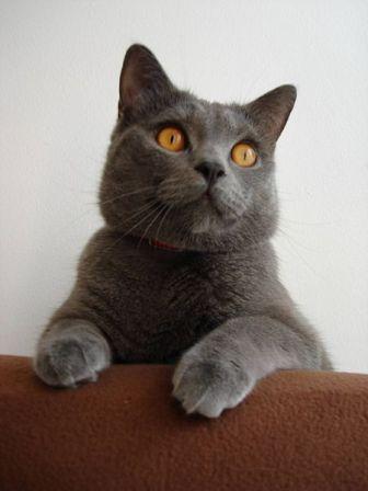 Chartreux cat