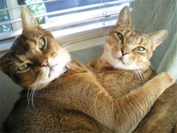 affectionate Chausie cats