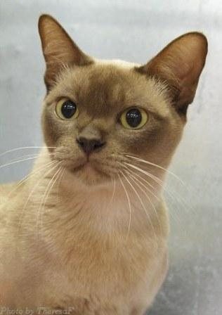 chocolate Burmese cat