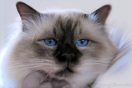 chocolate pointed Birman Cat