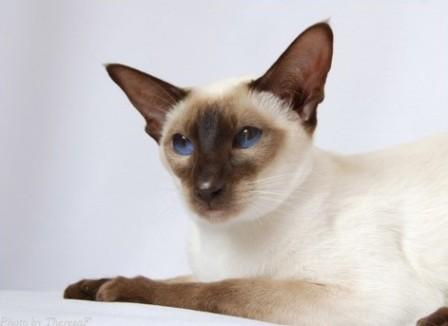 chocolate point Siamese cat