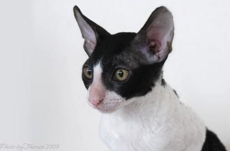 bi-color Cornish Rex cat