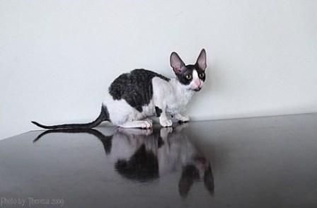 black harlequin Cornish Rex cat