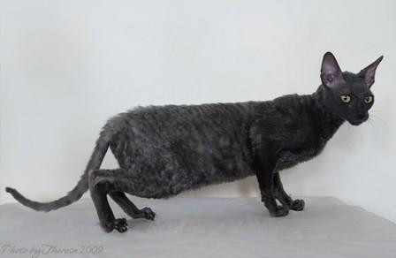 blue Cornish Rex cat