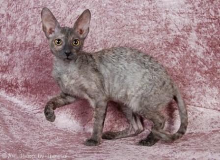 blue tortie Cornish Rex cat