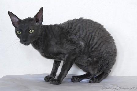 Blue Cornish Rex Cat