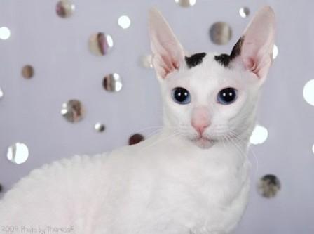 Cornish Rex cat