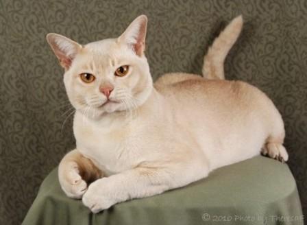 cream Burmese cat