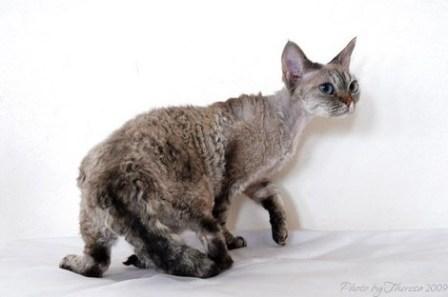 curly coated Devon Rex cat