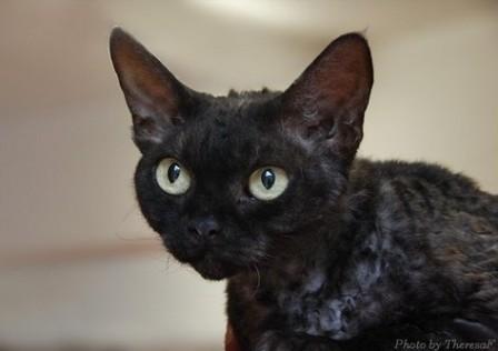 black Devon Rex cat