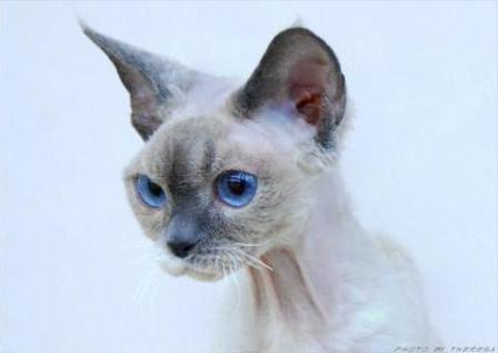 blue point bi-colour Devon Rex