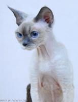 Devon Rex Cat – Butterfly Kisses – breeders Johan Groenewald and Ian Taylor