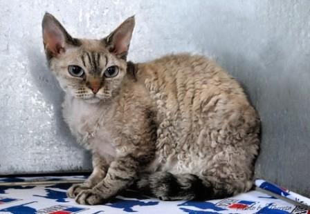 Devon Rex at cat show