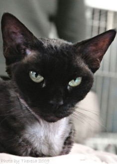 black Devon Rex cat