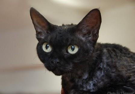 black smoke Devon Rex cat