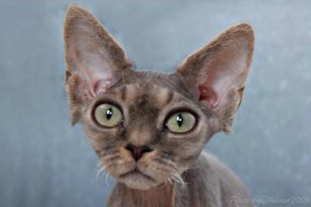 blue tabby Devon Rex cat