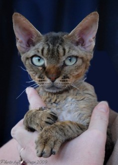 brown tabby Devon Rex