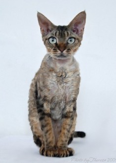 brown tabby Devon Rex