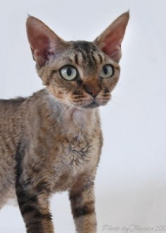 brown tabby Devon Rex