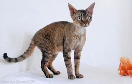 brown tabby Devon Rex