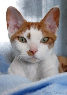 Devon Rex cat