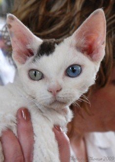 chocolate calico van Devon Rex cat