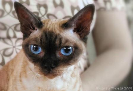 chocolate point Devon Rex cat