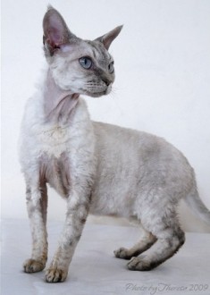 choc tonk tabbypoint Devon Rex